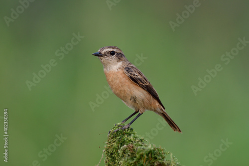 slender brown bird happily perching on top mossy spot in green environment