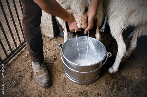 Fotografia Detail of Shepherd milking sheep by hands, pastoral tradition of Sardinia, second largest island in Italy, Europe