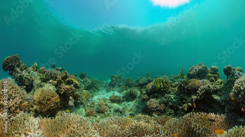 Underwater fish garden reef. Reef coral scene. Seascape under water. Philippines. © Alex Traveler