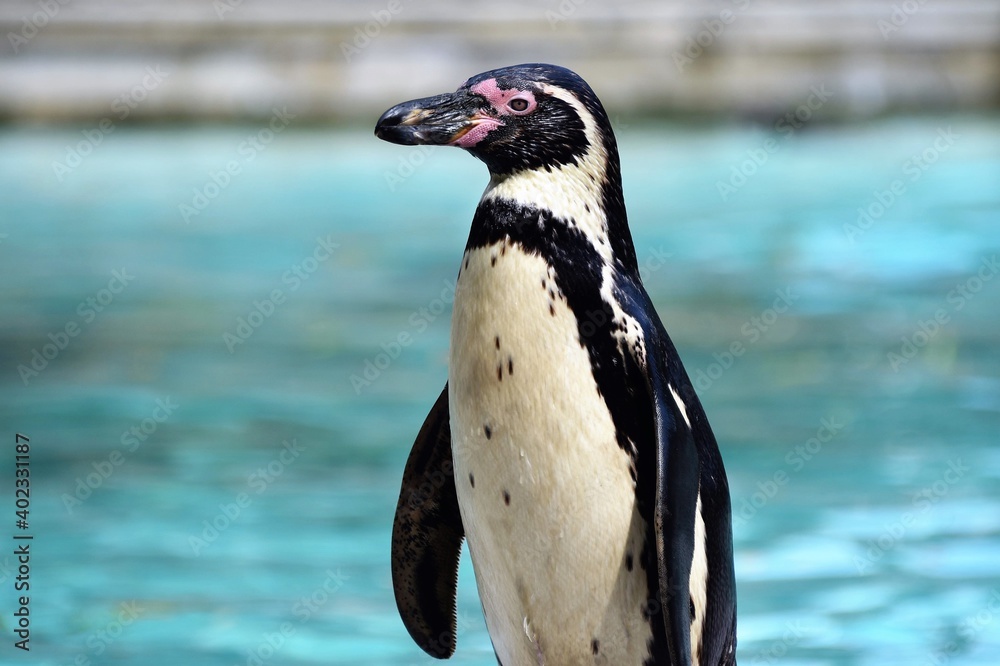 Obraz premium Humboldt penguin next to blue water 