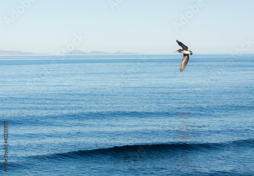 seagull on the beach © Lupestyle