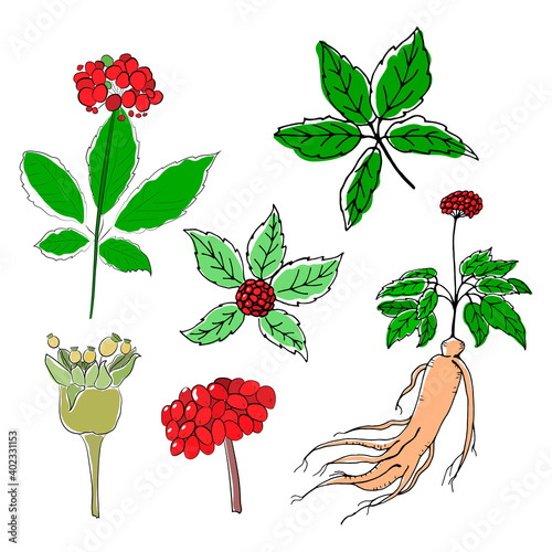 Drawing of leaves and root of ginseng. Ginseng root and berry vector drawing. A sketch of a medicinal plant. Linear graphic design. 