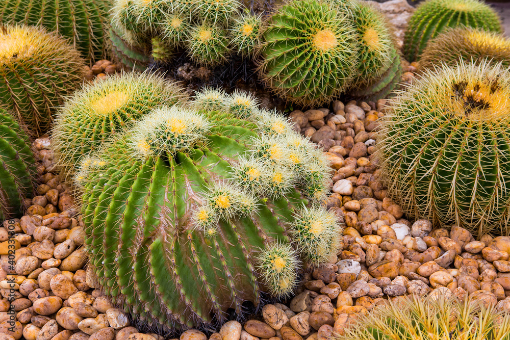 Cactus displayed in the garden of many colors Cactus displayed in the garden of many colors