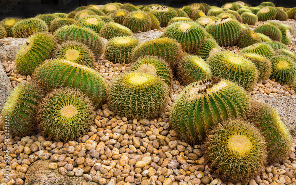 Cactus displayed in the garden of many colors Cactus displayed in the garden of many colors