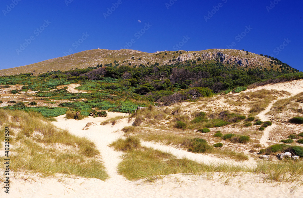 Mediterranean landscape, vegetation covering  sand dunes few steps from the sea, Mallorca island, Balearic island, Spain, Europe.