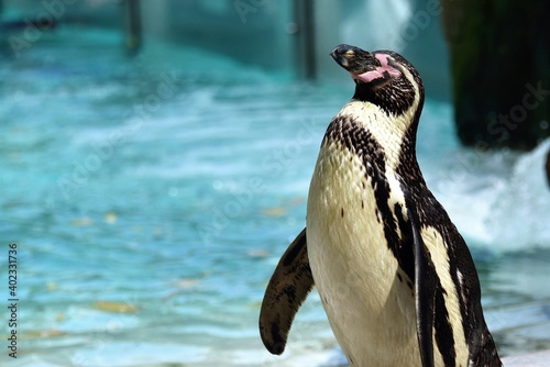 Humboldt penguin in zoo bathing pool