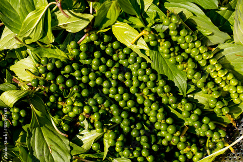 Green pepercorn on leaf background, herb peper fruits for cooking, close up fresh raw seed organic from garden, flavring plants for menu of cookin food photo