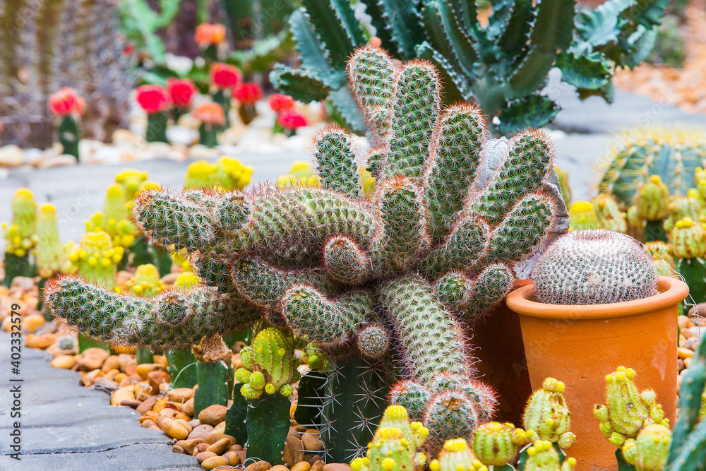 Cactus displayed in the garden of many colors Cactus displayed in the garden of many colors