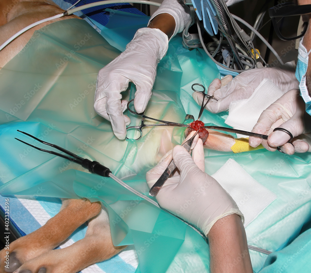 A Veterinary Surgeon removes a tumor from under the tail of a Labrador Retriever puppy A Veterinary Surgeon removes a tumor from under the tail of a Labrador Retriever puppy