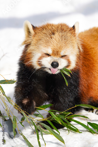 red panda smile photo