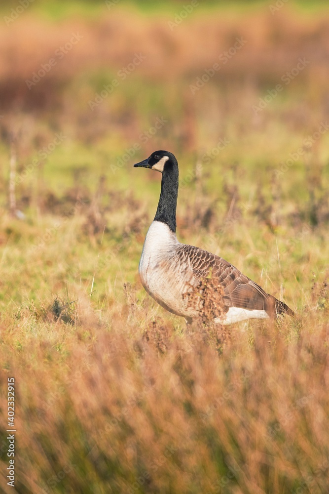 Canada Geese, Canada Goose, Branta Canadensis in environment Canada Geese, Canada Goose, Branta Canadensis in environment