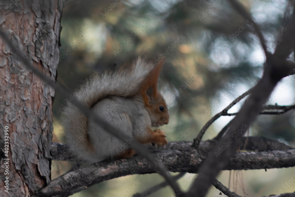 Closeup of a squirrel eating on a pine branch Closeup of a squirrel eating on a pine branch