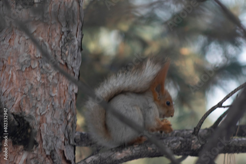 A squirrel eats a nut on a pine branch. Close-up.