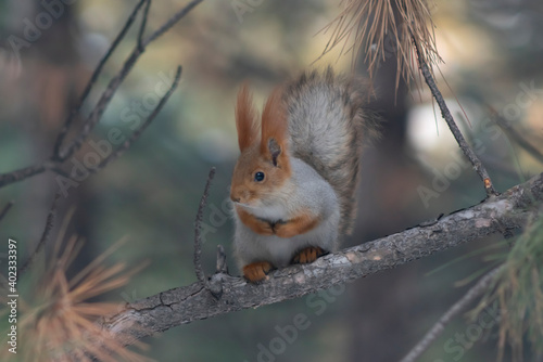 The squirrel is sitting on a branch. Pine forest.