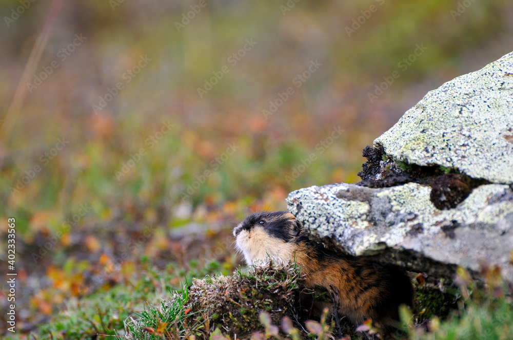 Berglemming in Herbst in der Tundra in Schweden Berglemming in Herbst in der Tundra in Schweden