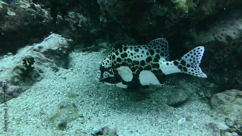 Blotched Adult Harlequin Sweetlips Fish Moves Cautiously Over Sand Patch photo
