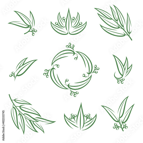 Eucalyptus set. Collection icon eucalyptus. Vector