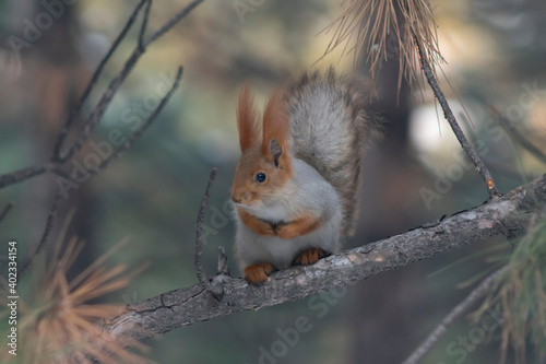 Close-up of a squirrel sitting on a pine branch and looking to the right