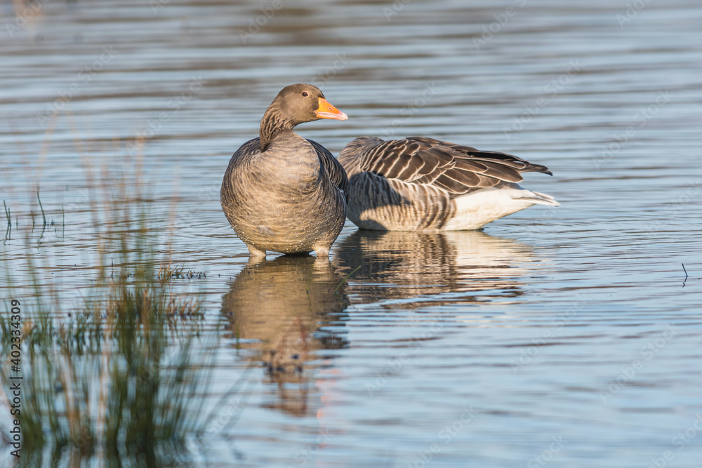 Greylag Geese, Greylag Goose, Anser anser in environment Greylag Geese, Greylag Goose, Anser anser in environment