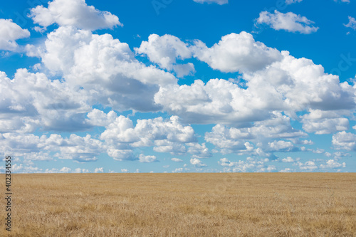 A golden field of dry grass and clouds. Rural landscape. Harvest time of grain crops.