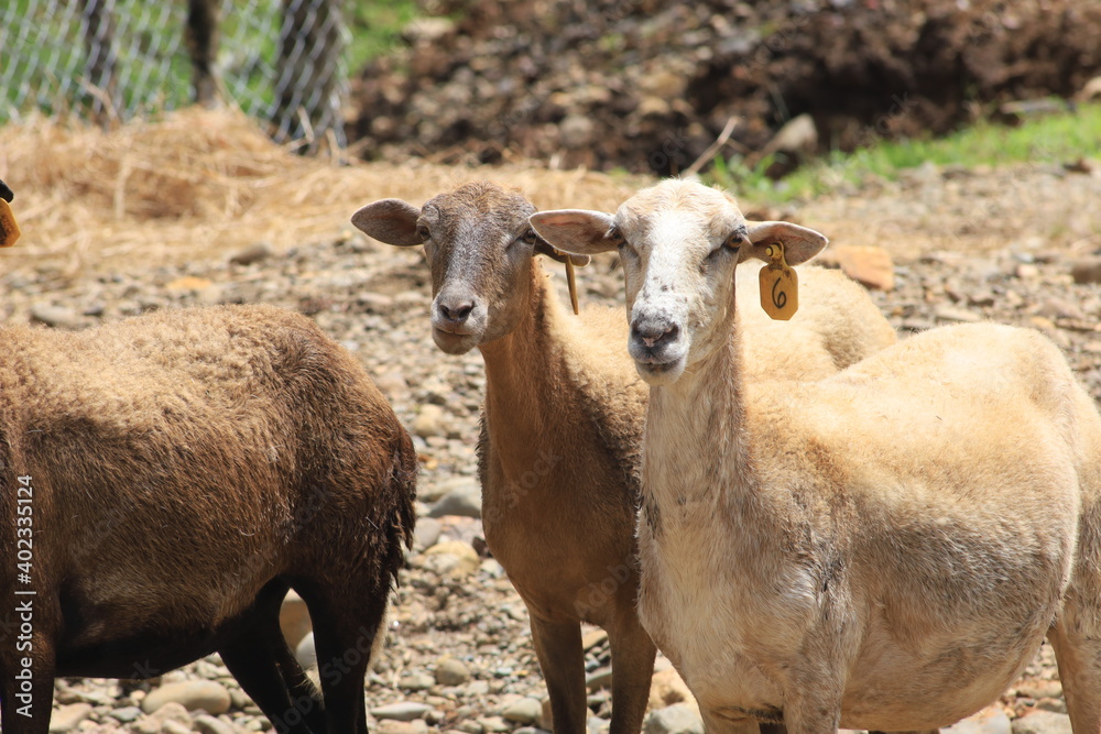 cabras en corral de campo