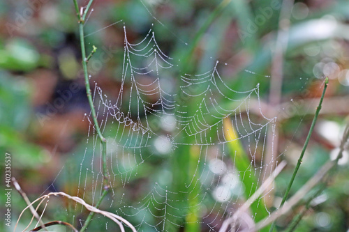 spider web with dew drops 