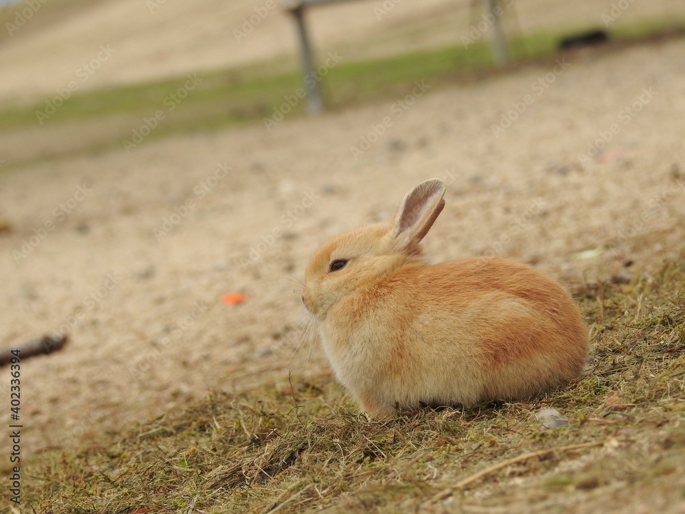 Fototapeta premium 子うさぎ,日本,広島県大久野島,うさぎ島