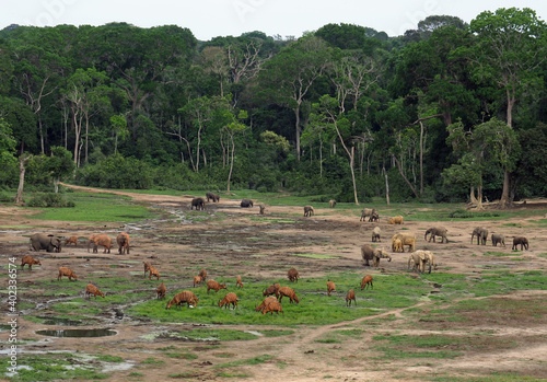 Elefanten und Bongos auf der Dzanga Bai