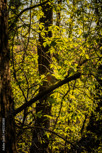 Small bird sitting on the tree