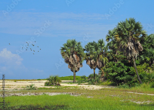 Vogelschwarm am Strand bei Pointe-Noire
