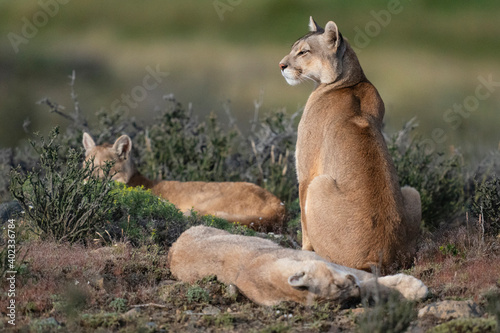 The Cougar (Puma concolor)