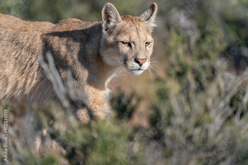 The Cougar (Puma concolor)