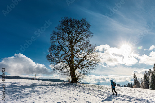 Frau wandert im Winter  zu einem Baum