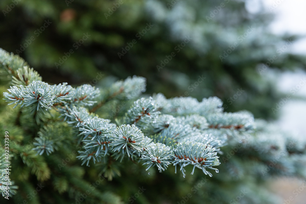 Natur im Winter mit vereisten Pflanzen bei kaltem Wetter