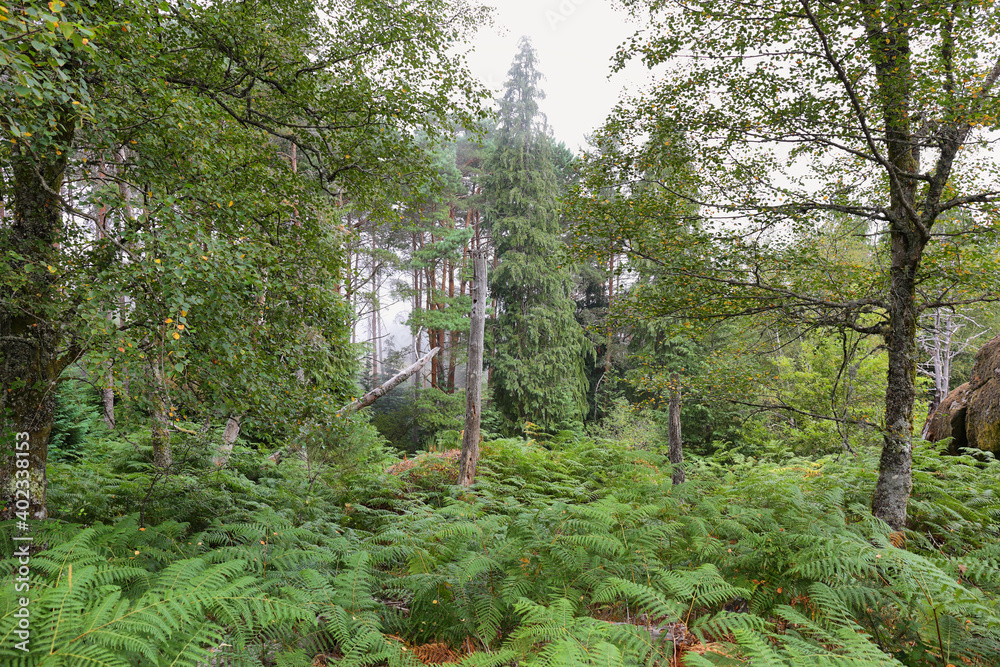 Obraz premium Lush forest in summer in mountains near Sistelo, Portugal