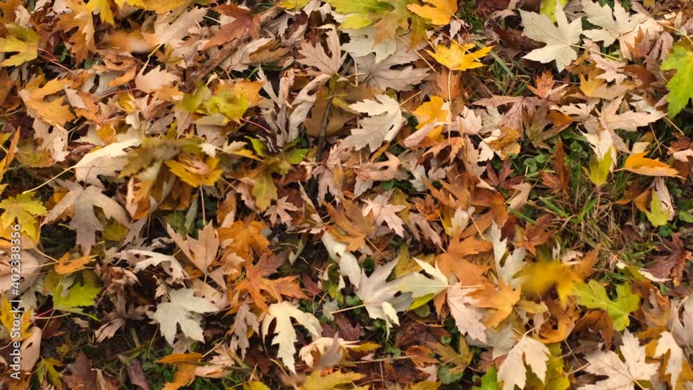 Frame from above on golden orange yellow gorgeous autumn leaves in sunlight Frame from above on golden orange yellow gorgeous autumn leaves in sunlight
