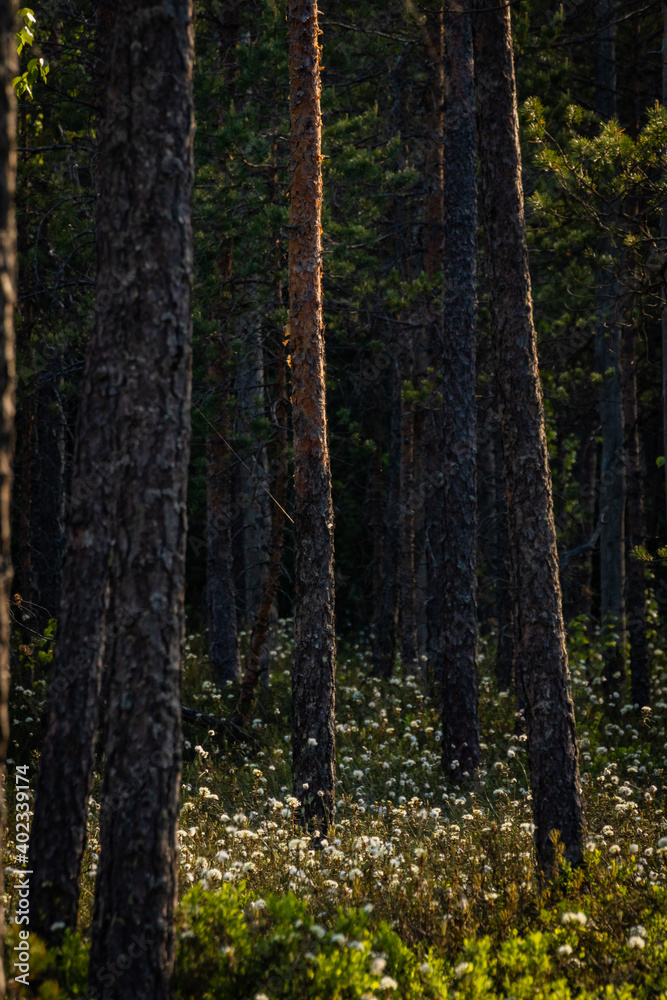 Obraz premium forest in autumn
