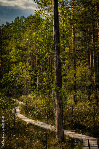 Fototapeta Naklejka Na Ścianę i Meble -  path in the woods