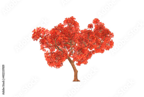 Fotografi 3d illustrations trees, Japanese maple with white background