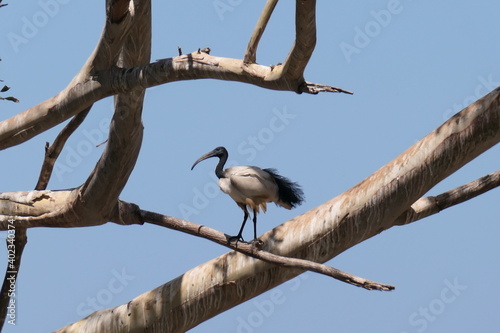Gemischte Brutkolonie von Kuhreiher, Ibis und Webervögeln. Gardenroute, Südafrika