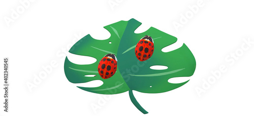 3d illustrations of two ladybugs on tropical leaf isolated with white background