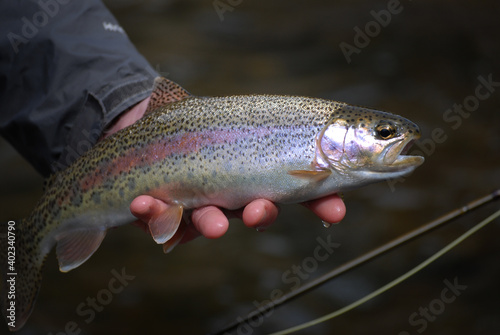 Fototapeta Naklejka Na Ścianę i Meble -  Angler holding a rainbow trout caught while fly fishing