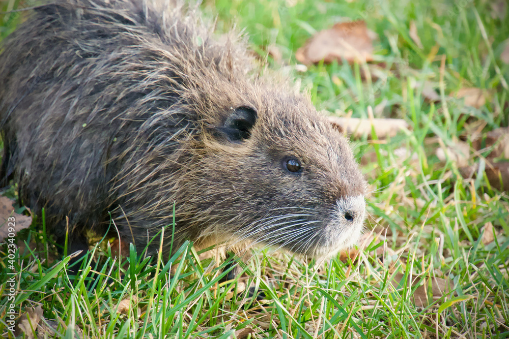 Kid of wild nutria on the grass Kid of wild nutria on the grass
