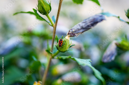 Firebug on a beautiful flower - Macro Photography