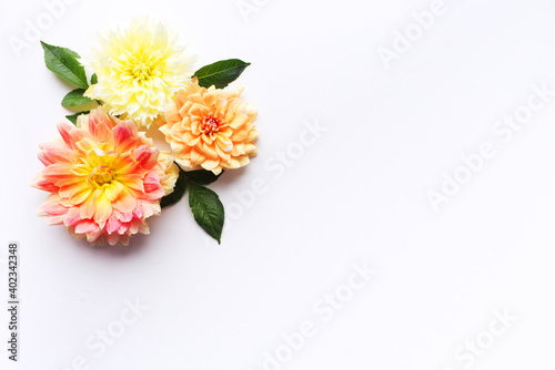 Flowers composition. Dahlias flowers on white background. Valentine s day  Mother day  women s day  spring concept. Flat lay  top view  copy space.