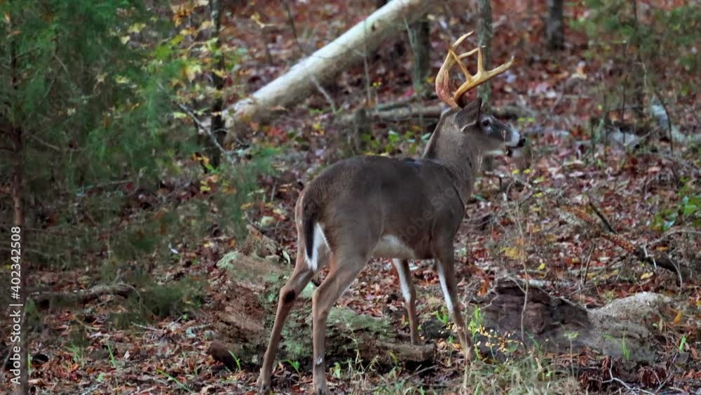 White-tailed deer in woods of southern Piedmont in North Carolina White-tailed deer in woods of southern Piedmont in North Carolina