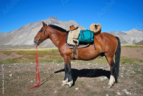 mountain horse. horseback riding through the Andes.