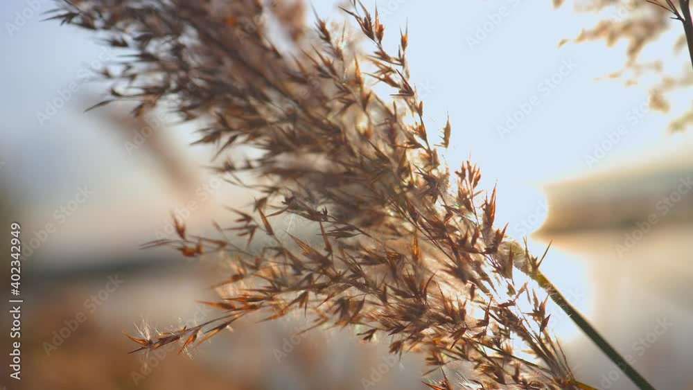 Golden weeds moving in the wind Golden weeds moving in the wind