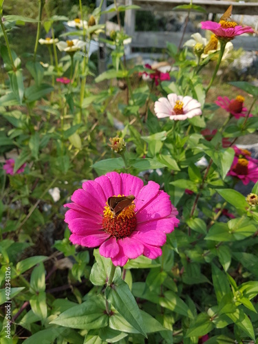 butterfly on a flower