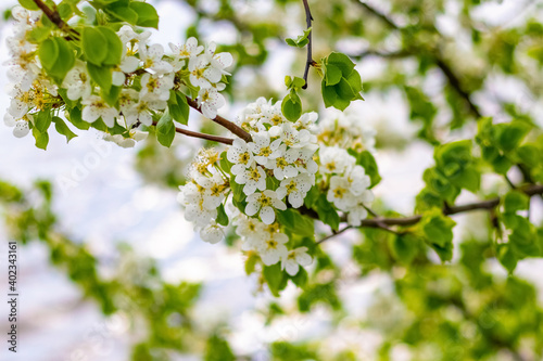 Spring background, flowering trees. Pear flowers on a tree near the river